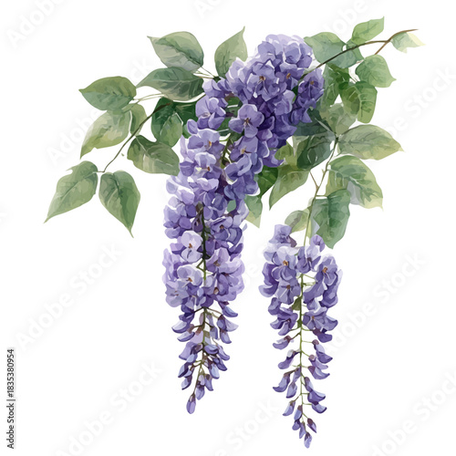 Wisteria Flower, cute watercolor illustration with intricate patterns and vibrant splashes, isolated on a white background.