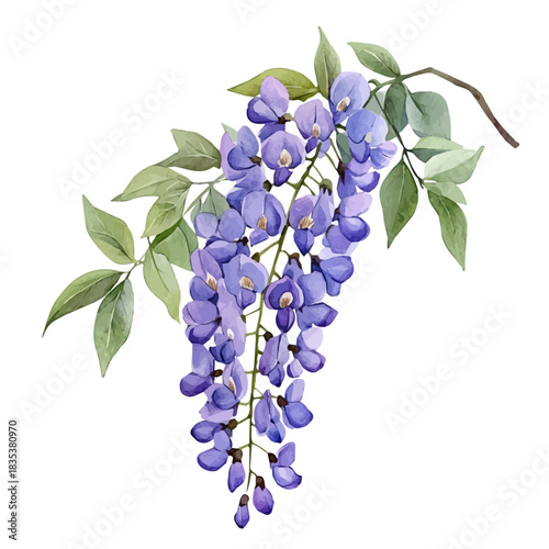 Wisteria Flower, cute watercolor illustration with intricate patterns and vibrant splashes, isolated on a white background.