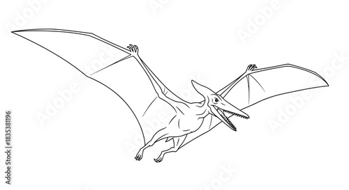 Line art illustration of a pterodactyl in flight with wings outstretched.
