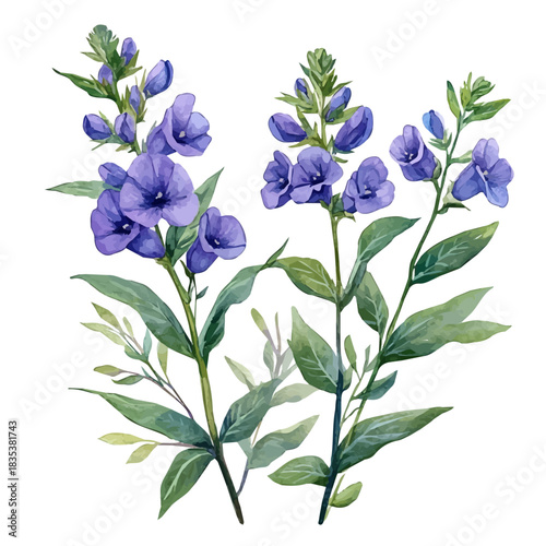 Wild Indigo Flower, charming watercolor clipart, isolated on a white background.
