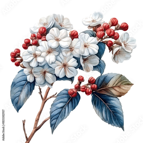 Viburnum Flower, playful watercolor vector depicting lively antics and expressive gestures, isolated on a white background.