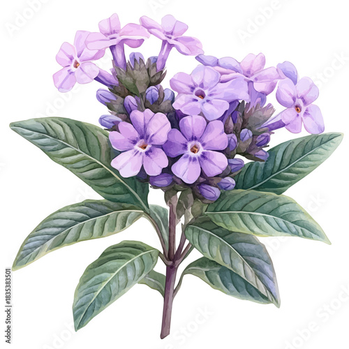 Verbena Flower, playful watercolor vector depicting lively antics and expressive gestures, isolated on a white background.