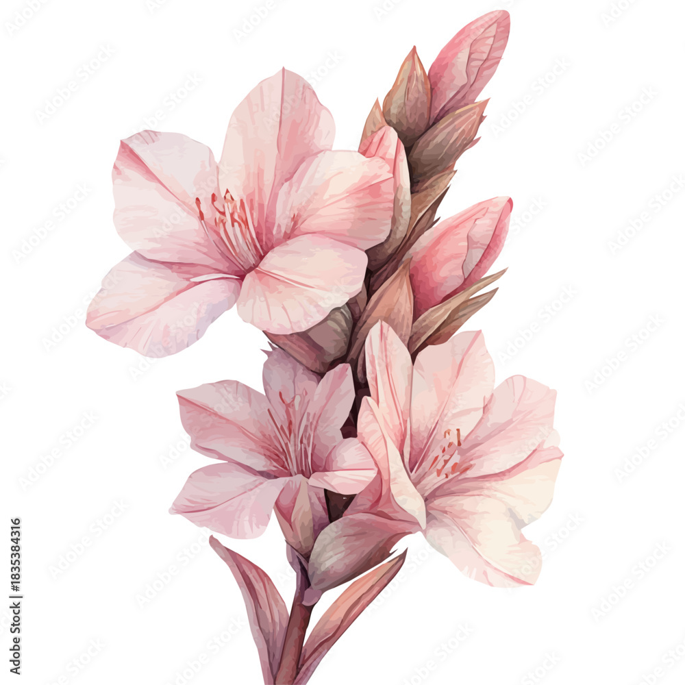 Fototapeta premium Tuberose Flower, playful watercolor vector depicting lively antics and expressive gestures, isolated on a white background.