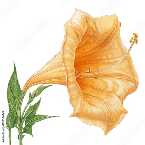 Trumpet Creeper Flower, charming watercolor clipart, isolated on a white background.