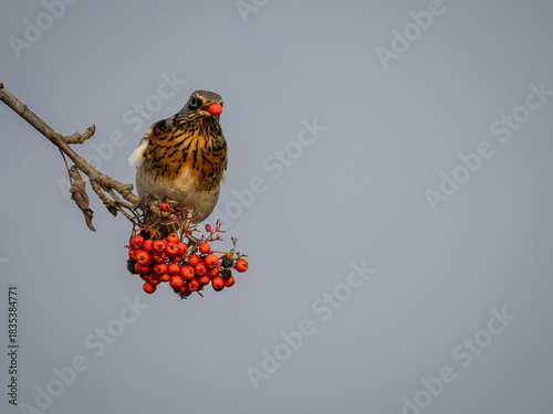 UK Fieldfare bird perched and feeding on red berries with one berry in its mouth