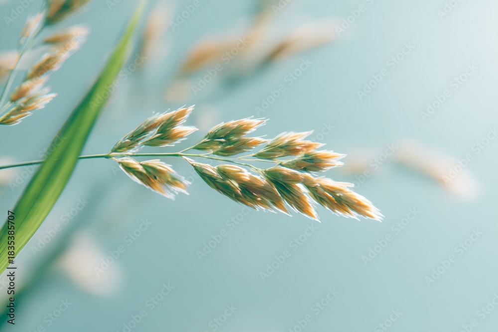 Fototapeta premium Leaf of a plant with a stem