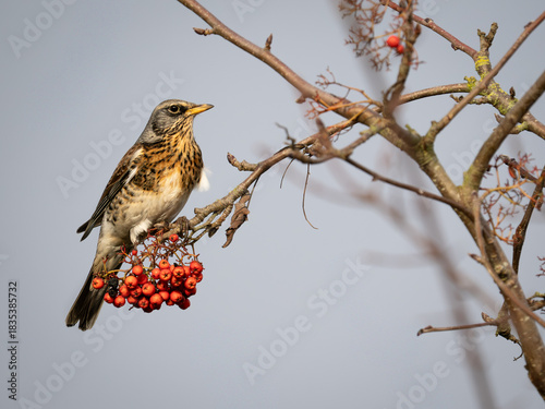 Fieldfare Bird Feeding on Red berries whilst perched on a branch full of berries