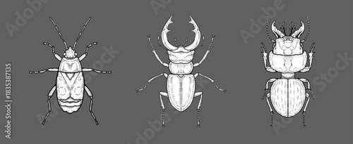 Detailed hand-drawn beetle illustrations isolated on dark background in sketch style.