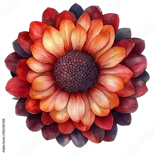watercolor of Strawflower Flower draw illustration, isolated on a white background.