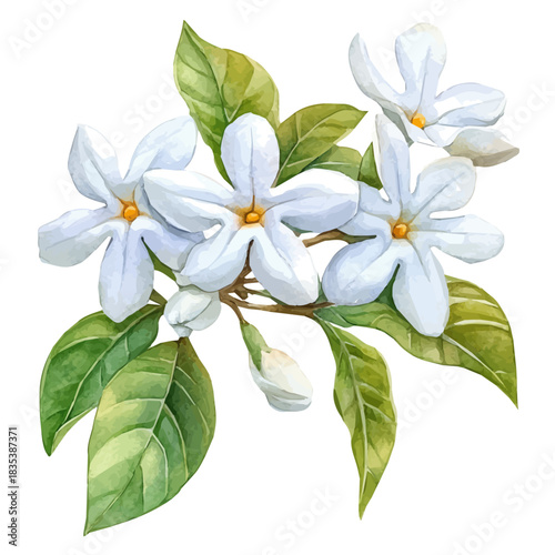 watercolor of Stephanotis Flower vector painting, isolated on a white background.