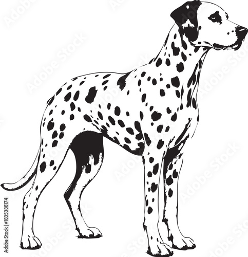Standing Dalmatian Dog Vector Illustration: Pet Animal Breed Spotted Coat Black and White Graphic Design Art