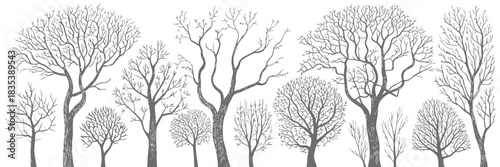 Birch and Poplar Tree Silhouettes Presented as Clean Vector Illustration for Natural Woodland Elements, Forest Backgrounds, Landscape Design, and Botanical Creative Projects