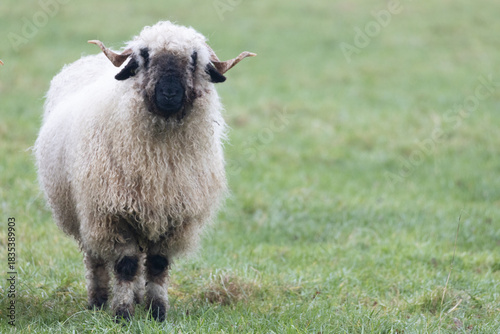 A white sheep with a black mouth, nose and ears. Walliser Schwarznase, Black nose sheep. Right from the front and close up.