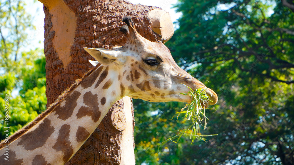 Obraz premium giraffe in zoo