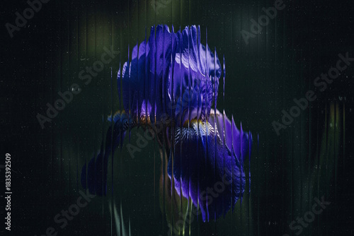 Abstract. Glitch. Floral. A single purple iris flower with a vertical glitch distortion effect on a dark background, creating a moody, futuristic, and artistic concept for a modern design.