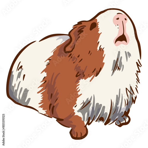 Looking up guinea pig illustration