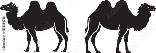 Silhouette of a camel in the desert, black and white vector, isolated desert landscape, minimal travel and wildlife illustration