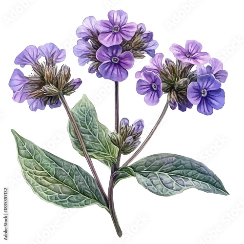Verbena Flower, watercolor illustration featuring soft shadows and luminous, isolated on a white background.