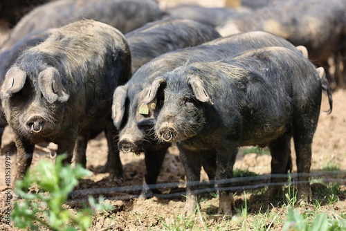 Elevage de porcs noir de Bigorre