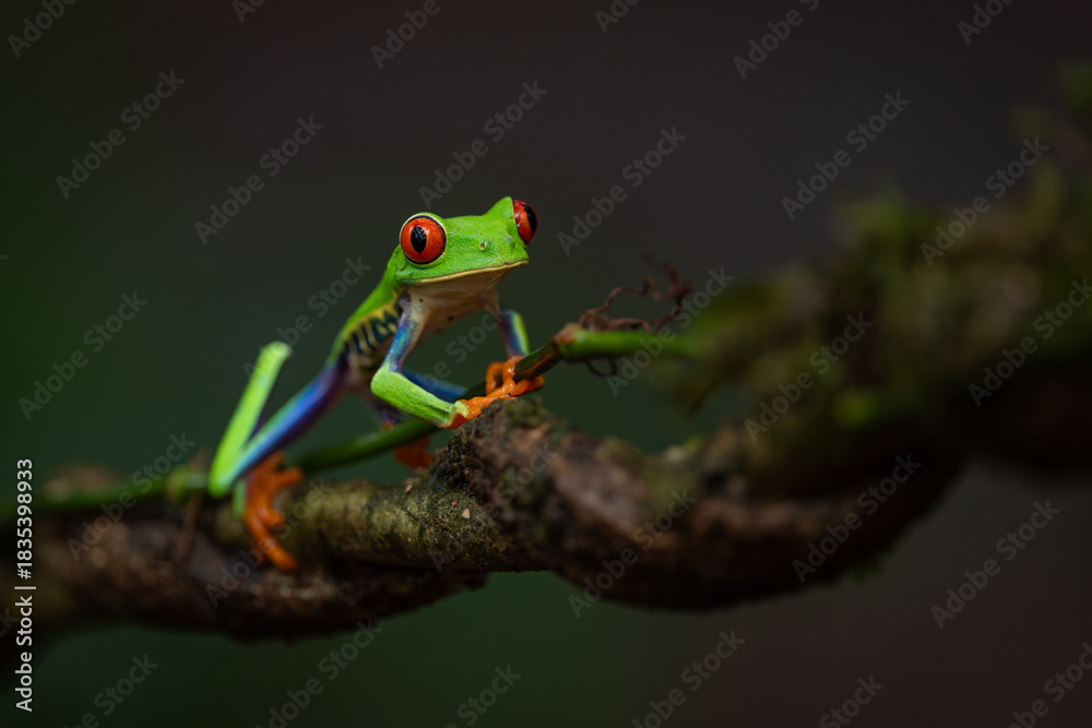 Obraz premium Red-eyed tree frog in Costa Rica 