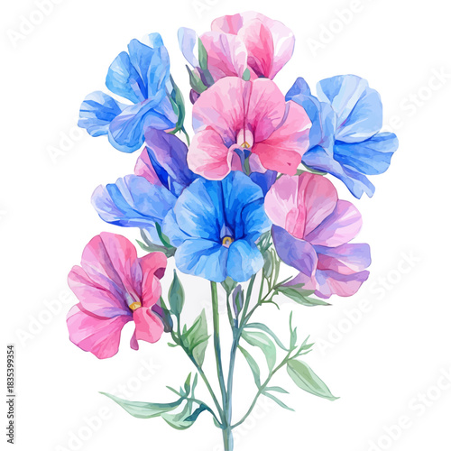 Sweet Pea Flower, watercolor vector depicting playful antics, isolated on a white background.