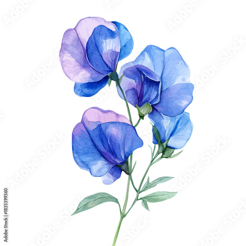 Sweet Pea Flower, watercolor artwork with intricate patterns and vibrant, isolated on a white background.