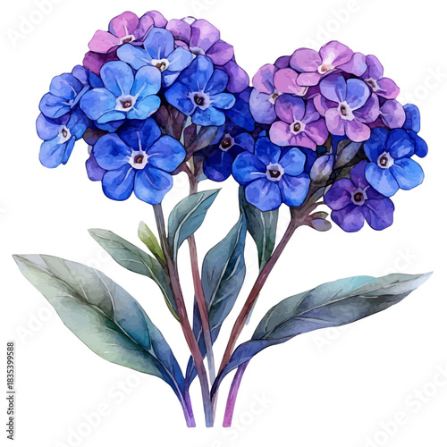 Sweet Alyssum Flower, watercolor illustration featuring soft shadows and luminous, isolated on a white background.