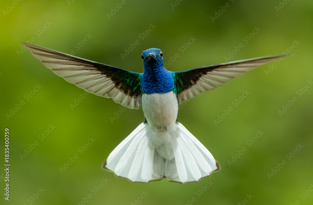 Naklejka premium A hummingbird in Costa Rica