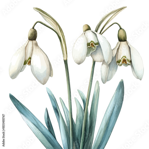 Snowdrop Flower, watercolor clipart showing delicate textures and whimsical forms, isolated on a white background.