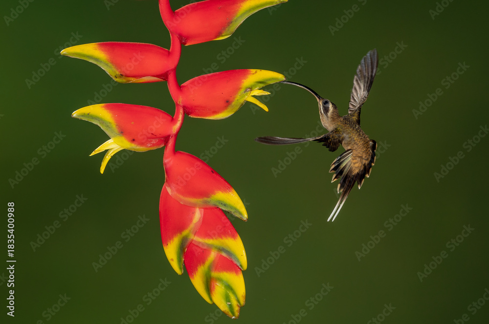 Naklejka premium A hummingbird in Costa Rica