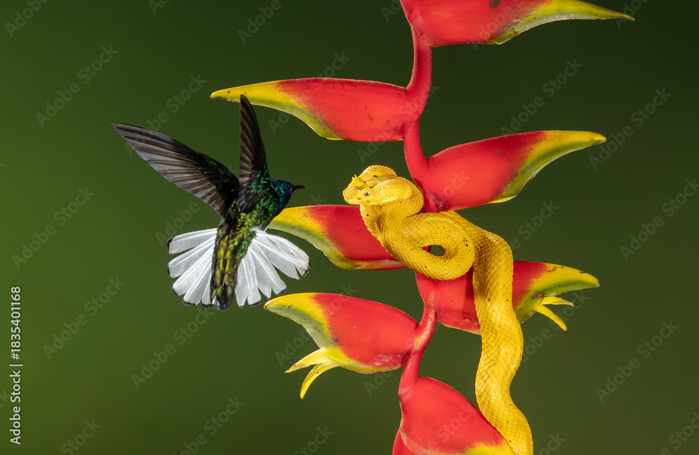 Obraz premium A hummingbird in Costa Rica 