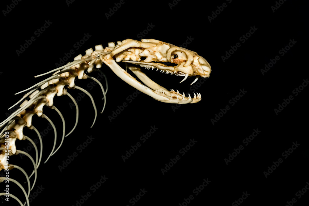 Fototapeta premium Close up head bone snake for pattern bone snake on black background