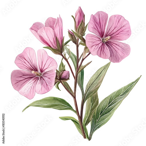 Silene Flower, watercolor clipart showing delicate textures and whimsical forms, isolated on a white background.