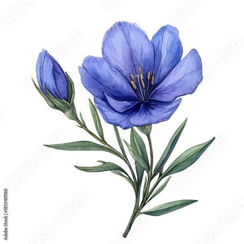 Shooting Star Flower, watercolor illustration featuring soft shadows and luminous, isolated on a white background.