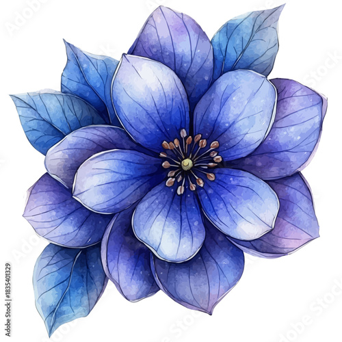 watercolor of Shooting Star Flower draw graphic, isolated on a white background.