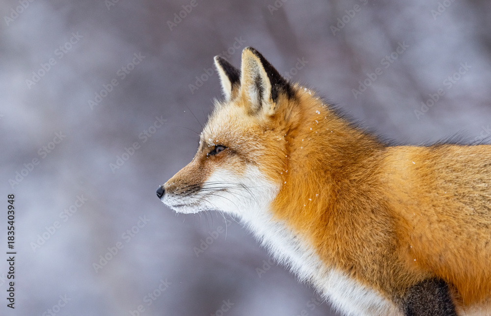 Fototapeta premium Snowy red fox