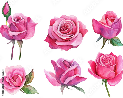 set of pink roses