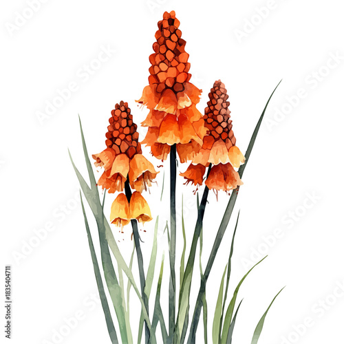 Red Hot Poker Flower, watercolor illustration featuring soft shadows and luminous, isolated on a white background.