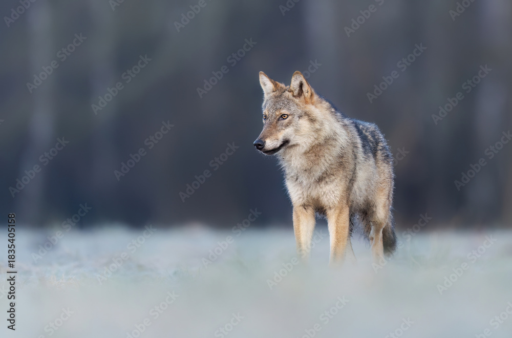 Obraz premium Grey wolf ( Canis lupus ) close up