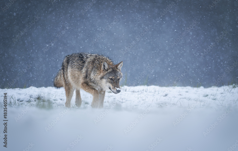 Fototapeta premium Grey wolf ( Canis lupus ) close up