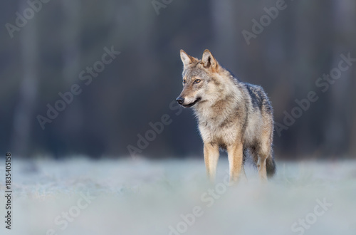 Fototapeta Naklejka Na Ścianę i Meble -  Grey wolf ( Canis lupus ) close up