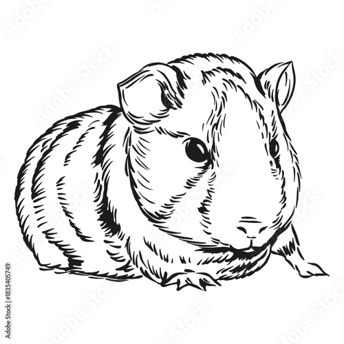 Realistic guinea pig animal