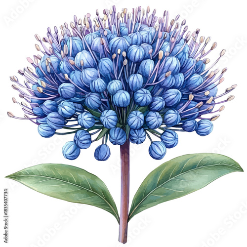 Pincushion Flower, watercolor clipart showing delicate textures and whimsical forms, isolated on a white background.