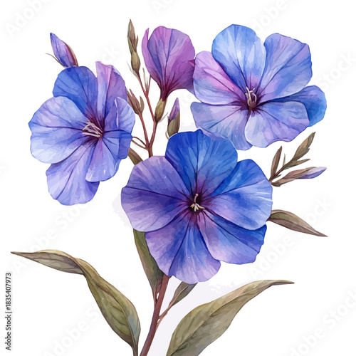 Phlox Flower, watercolor painting with colorful accents, isolated on a white background.