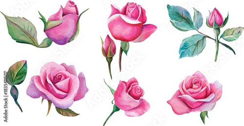 set of pink roses