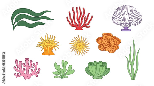 Colorful Coral Reef Elements Vector Illustration for Marine Biology Education Materials