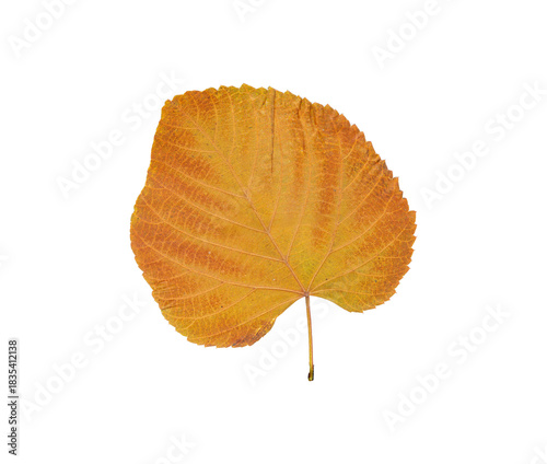 Autumn Leaf Isolated on Transparent Background – Yellow and Orange Fall Foliage Close-Up