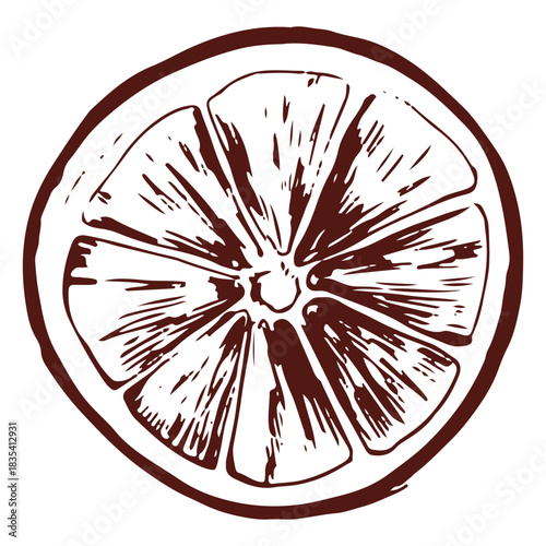 Detailed hand drawn lime slice