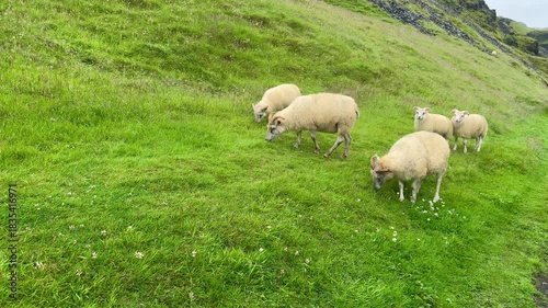 White Sheep On Green Mountain Pasture Landscape Background