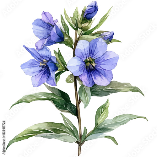 Veronica Flower, high quality watercolor, isolated on a white background, vibrant details.